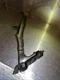⭐️2008 - 2017 AUDI A5 S5 COUPE FRONT LEFT (DRIVER SIDE) FENDER MOUNT BRACKET OEM