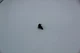Genuine Genuine OEM Mazda Splash Shield Screw Part # 9CF6-00-516B 9CF6-00-516B Genuine Genuine OEM Mazda Splash Shield Screw Part # 9CF6-00-516B 9CF6-00-516B