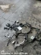 ENGINE WIRE HARNESS OEM 2019 CHEVROLET SILVRDO15 ENGINE WIRE HARNESS OEM 2019 CHEVROLET SILVRDO15