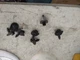 8pcs USED JAGUAR 1995- 1997 Vanden Plas XJ6 XJ12 DOOR PANEL CLIPS retainers 8pcs USED JAGUAR 1995- 1997 Vanden Plas XJ6 XJ12 DOOR PANEL CLIPS retainers