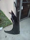 2017 - 2021 Tesla Model 3 Driver Side Fender pearl color OEM (114) 2017 - 2021 Tesla Model 3 Driver Side Fender pearl color OEM (114)