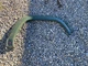 2016 2017 2018 2019 2020 Toyota Tacoma Front Right Fender Flare OEM 2016 2017 2018 2019 2020 Toyota Tacoma Front Right Fender Flare OEM